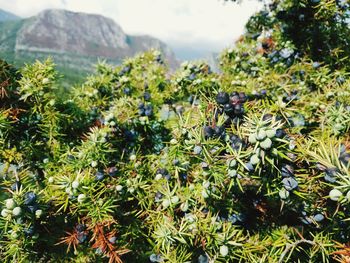 Close-up of flowering plant