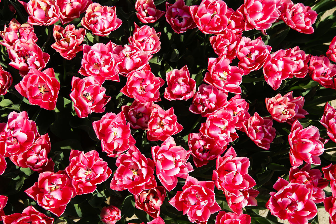 HIGH ANGLE VIEW OF PINK FLOWERING PLANTS