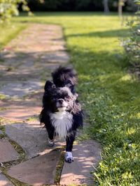 Long haired chihuahua