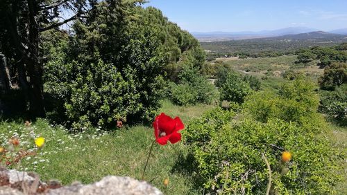 Close-up of red poppy flowers growing in field