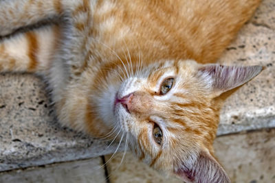 Close-up portrait of a cat