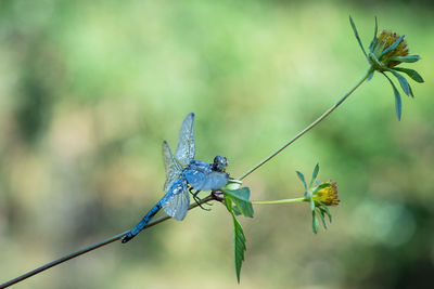 Close-up of insect on flower