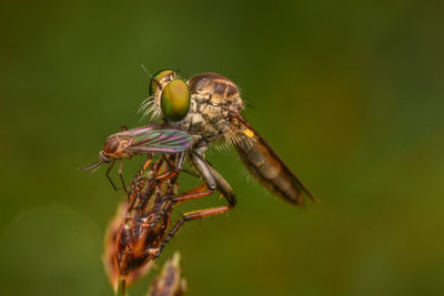 Close-up of insect