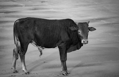 Cow on sand