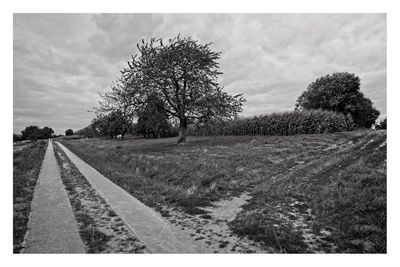 Road amidst trees on field against sky