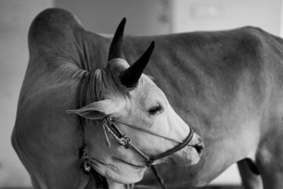 Close-up of a horse