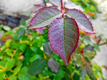 Close-up of green leaves on plant