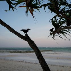 View of bird on beach against sky