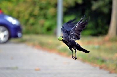 Bird flying over the road