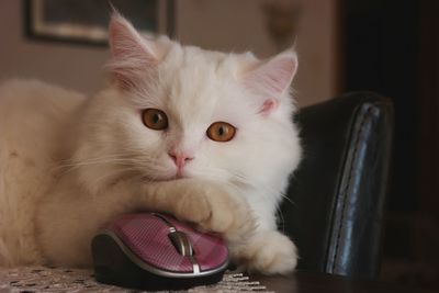 Close-up portrait of cat