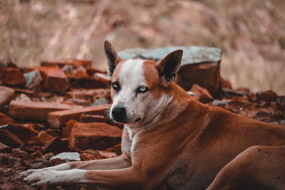 Portrait of dog relaxing on land