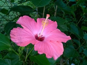 Close-up of pink flower