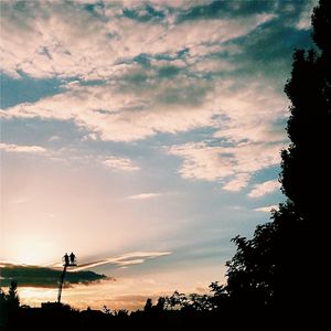 Silhouette of trees at sunset