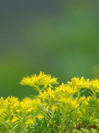Close-up of yellow flowers growing on plant