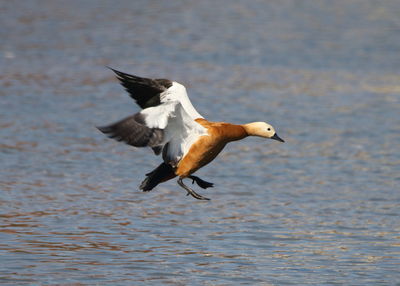 Seagull flying over sea