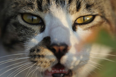 Close-up portrait of cat