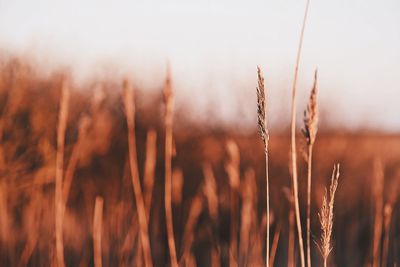 Close-up of wheat field