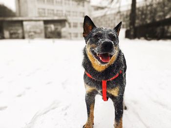 Portrait of dog on snow