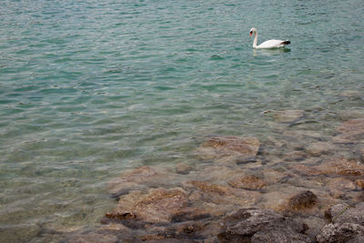 High angle view of swan swimming in sea