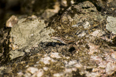 High angle view of lizard on rock