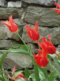 Close-up of red flowers and leaves