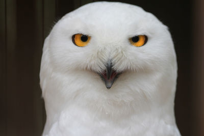 Snow owl close up