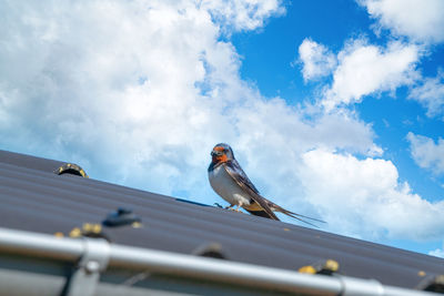 Low angle view of bird perching on roof against sky