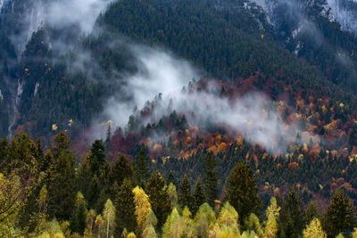 Panoramic view of pine trees in forest