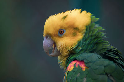 Close-up of parrot