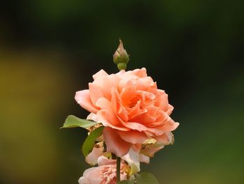 Close-up of peach rose blooming outdoors
