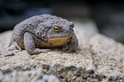 Close-up of a turtle looking away