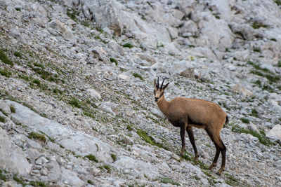 Deer standing on rock