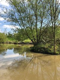 Scenic view of lake against trees in forest