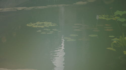 View of fish in lake