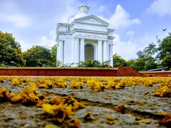 View of yellow flowering plants against sky