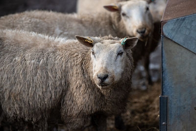 Close-up portrait of sheep