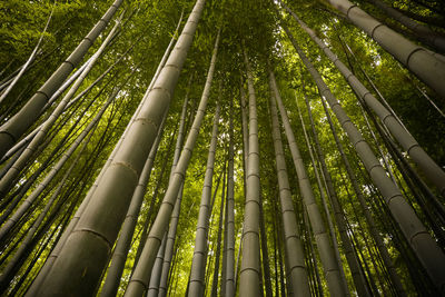 Low angle view of bamboo trees in forest