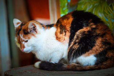 Close-up of cat looking away