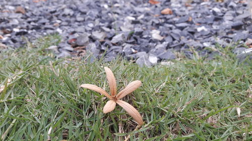 High angle view of flowering plant on land