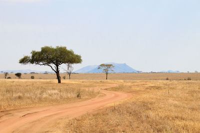 Trees on field by road against sky