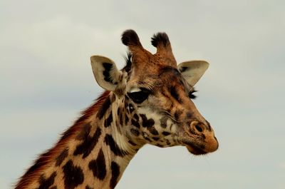 Close-up of giraffe against sky