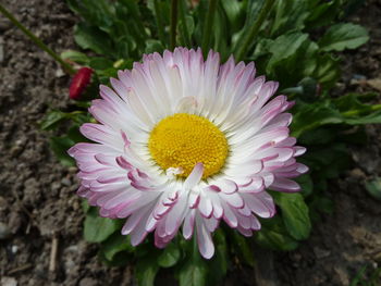 Close-up of pink flower blooming outdoors