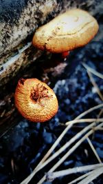 Close-up of fungus growing on tree trunk