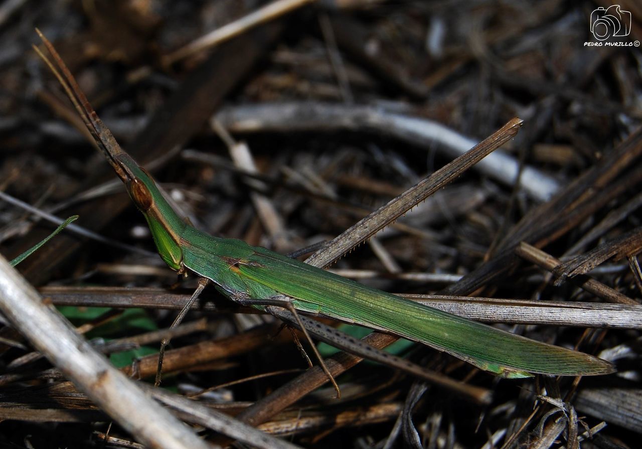 one animal, animals in the wild, animal themes, animal wildlife, nature, day, insect, outdoors, green color, no people, focus on foreground, close-up, plant, grasshopper, full length