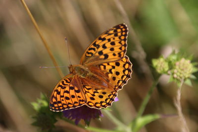 Close-up of butterfly pollinating on flower