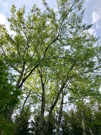 Low angle view of trees in forest against sky