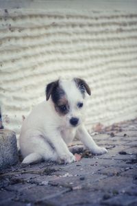 Portrait of cute puppy relaxing outdoors