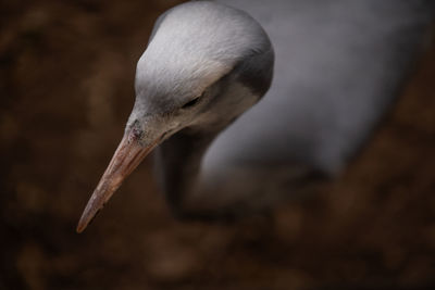 Close-up of seagull