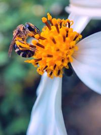 Close-up of insect on flower