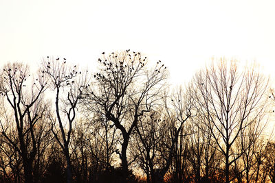 Low angle view of trees against sky